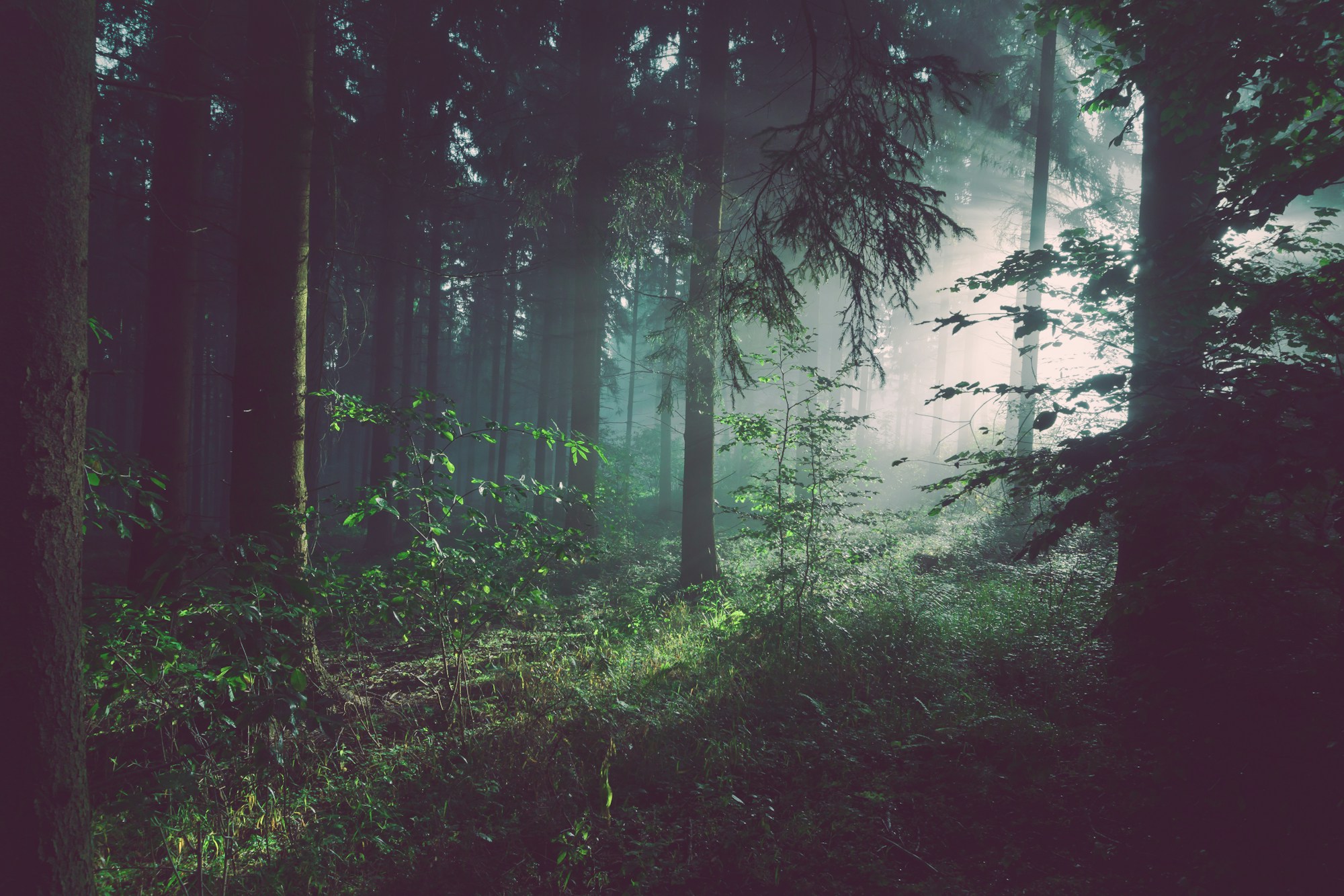 Forest understory habitat